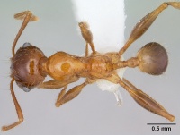 Pheidole spininodis casent0178059 dorsal 1.jpg