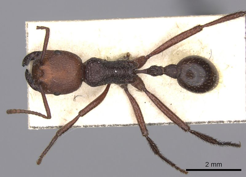 File:Pogonomyrmex serpens casent0235269 d 1 high.jpg