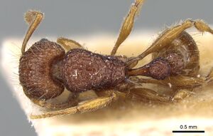 Tetramorium pilosum casent0281188 d 1 high.jpg