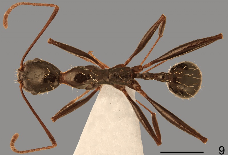 File:Borowiec-&-Salata-2014-19Aphaenogaster olympica had.jpg