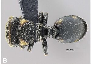 Brandao-et-al-2014-5Cephalotes-specularisMW had.jpg