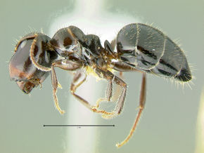 Camponotus-vitreusLMa2.jpg