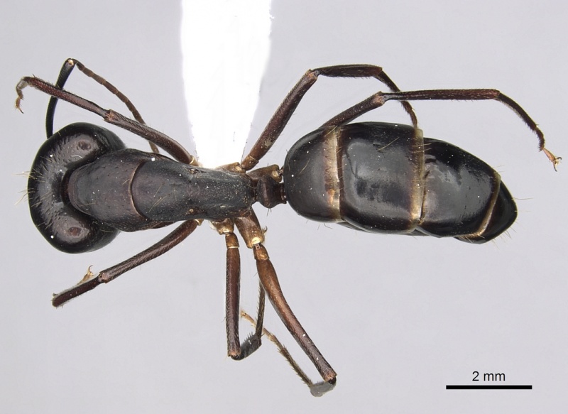 File:Camponotus barbaricus casent0249968 d 1 high.jpg