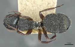 Camponotus braunsi epinotalis casent0911717 d 1 high.jpg