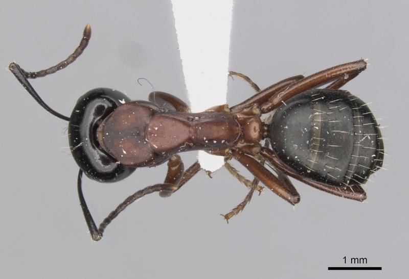 File:Camponotus innexus casent0280177 d 1 high.jpg