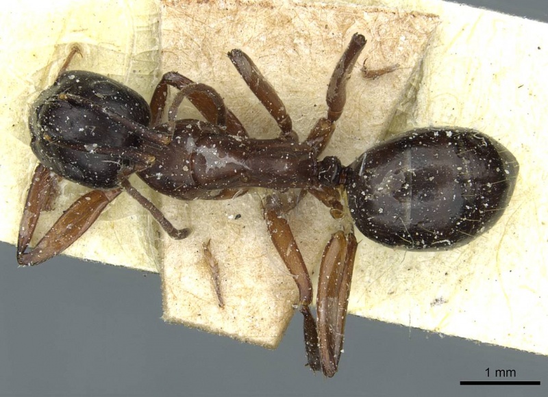 File:Camponotus linnaei casent0911965 d 1 high.jpg