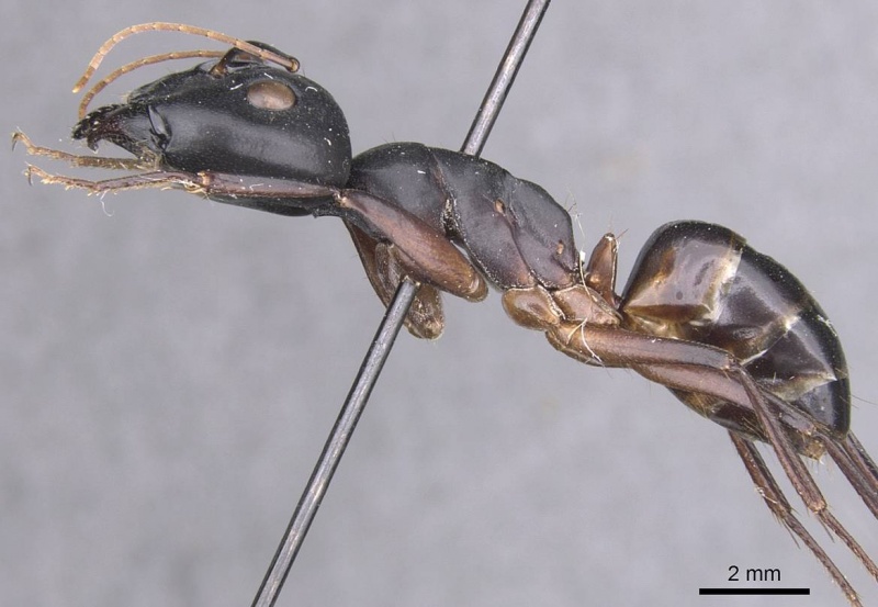 File:Camponotus palmyrensis casent0913688 p 1 high.jpg