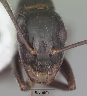 Camponotus sexguttatus casent0103710 head 1.jpg
