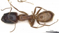 Camponotus transvaalensis casent0903501 d 1 high.jpg