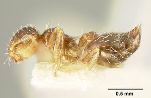 Crematogaster abstinens jtlc000015314 profile 1.jpg