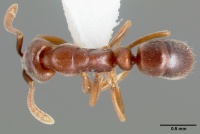 Hypoponera opaciceps casent0005435 dorsal 1.jpg