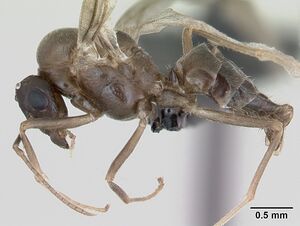 Lasius psammophilus casent0172734 profile 1.jpg