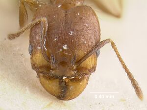 MCZ-ENT00009131 Pheidole sciophila hef.jpg