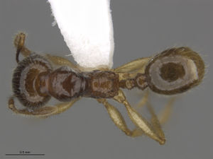 MCZ-ENT00595355 Pheidole hispaniolae had.jpg