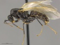 Mcz-ent00520129 Camponotus sansbaenus male hal.jpg
