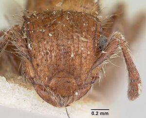 Meranoplus radamae casent0101239 head 1.jpg