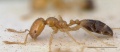 Monomorium destructor casent0008623 profile 1.jpg