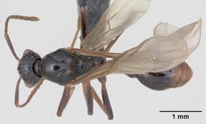 Myrmica rubra casent0172751 dorsal 1.jpg