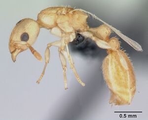 Nesomyrmex madecassus casent0125687 profile 1.jpg