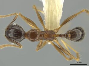 Pheidole hitoy CASENT0636895 d.jpg