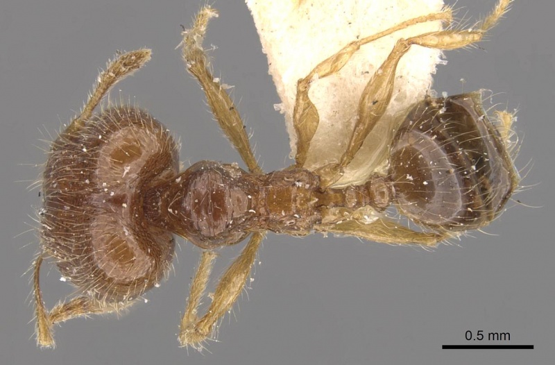 File:Pheidole sauberi casent0907997 d 1 high.jpg