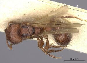 Pogonomyrmex abdominalis casent0235284 d 1 high.jpg