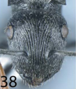 Polyrhachis umboi H.png