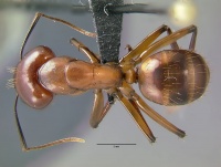 Camponotus-castaneus-antwiki03.jpg