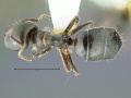 Camponotus-vitreusDMa2.jpg