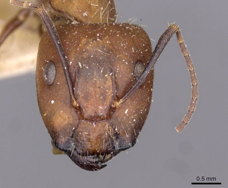 File:Camponotus exiguoguttatus casent0910159 h 1 high.jpg