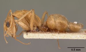 Camponotus hova fairmairei casent0101102 profile 1.jpg