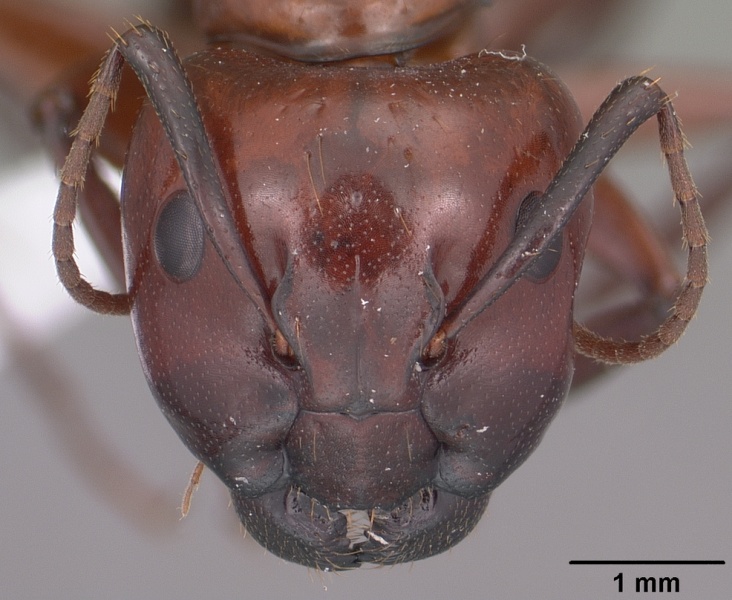 File:Camponotus schaefferi casent0102783 head 1.jpg