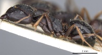 Camponotus thraso casent0903529 p 1 high.jpg