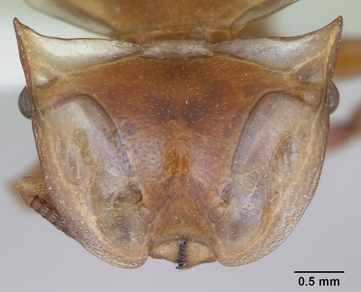 File:Cephalotes clypeatus casent0173669 head 1.jpg