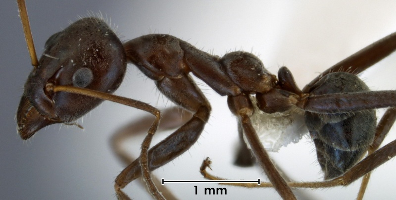 File:Iridomyrmex mayri ANIC32-041674 side 25-Antwiki.jpg