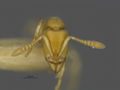 MCZ-ENT00529053 Hypoponera sp4 hef.jpg