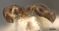 Monomorium brasiliense casent0908705 p 1 high.jpg