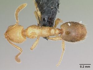 Monomorium sechellense casent0060362 dorsal 1.jpg