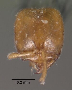 Prionopelta punctulata casent0102505 head 1.jpg