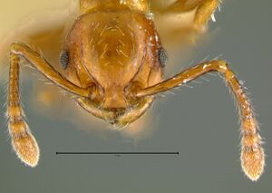 Pristomyrmex-collinusH6.3x.jpg