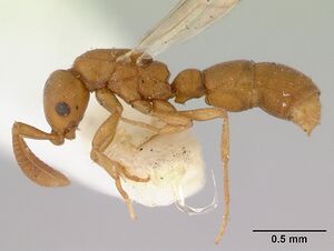 Probolomyrmex greavesi casent0172117 profile 1.jpg