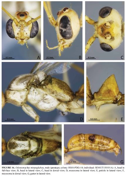 File:Satria et al. 2015 Odontomachus minangkabau male.jpg