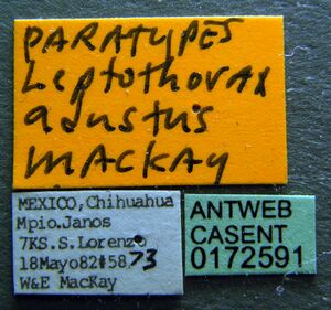 Temnothorax adustus casent0172591 label 1.jpg