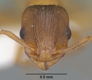 Temnothorax rugatulus casent0102843 head 1.jpg