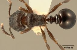 Tetramorium bendai D zfmkhym20096204.jpg