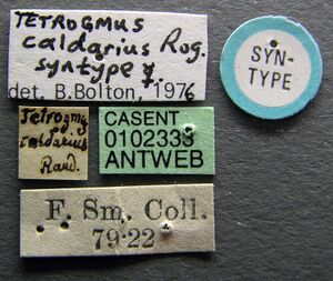 Tetramorium caldarium casent0102333 label 1.jpg