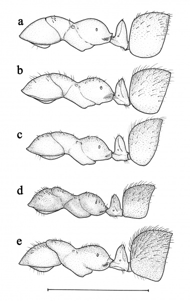 File:Trager et al 2007 F6.jpg